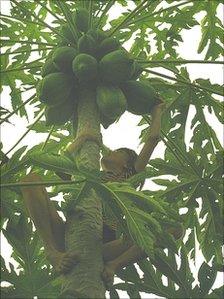 Gavin Dawe up a paw paw tree to get the family breakfast