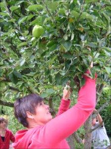 Picking apples from a tree