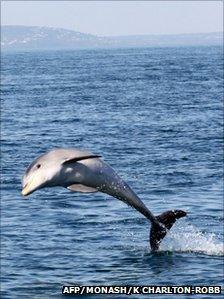Burrunan dolphin (AFP PHOTO / MONASH UNIVERSITY / KATE CHARLTON-ROBB )