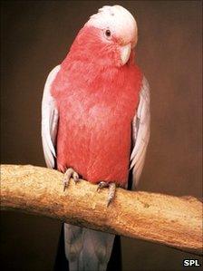 Australia's roseate cockatoo