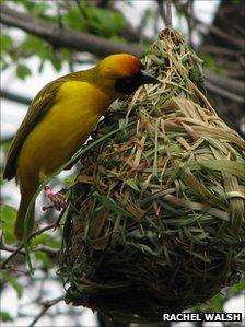 A southern masked weaver bird building a nest