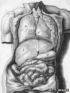 The organs of the male torso, showing the lungs, heart, liver, stomach and intestines (engraving by Michael van der Gucht circa 1688)