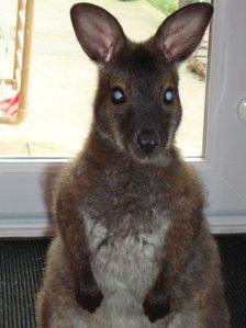 Wallaby undergoes cataract eye operation at Devon vets - BBC News