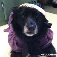 Scout the dog plays Downton dress-up in New Jersey