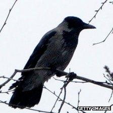 A crow on a tree