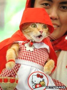 Cat in red riding hood outfit