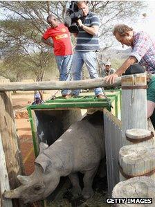 A rhino being released in Tanzania