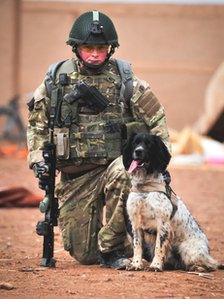 Shinkan Tilslutte befolkning Army sniffer dog Theo given top honour - BBC News