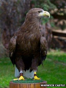 Stanley the white tailed sea eagle