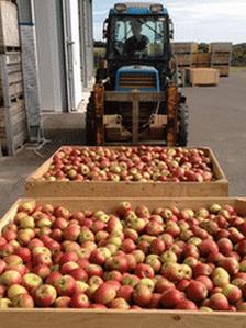 Apples picked in Kent
