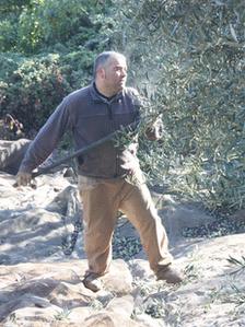 A man harvests olives near Alameda