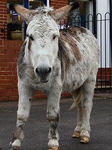 Donkey at Little Heath Primary School