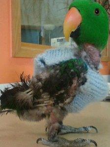 Charlie the parrot wearing his jumper