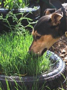 Sensory garden to de-stress dogs at Bath animal shelter - BBC News