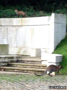 Wallaby at Highgate Cemetery