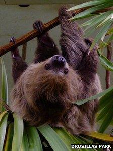 Sofia, the male sloth
