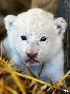 Lion cub at circus