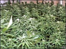 плантация марихуаны в голландии