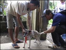 74 kasus Rabies di Bali - BBC News Indonesia