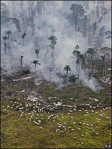 Burning trees in Brazil (Image: PA)