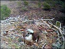 EJ on nest at Loch Garten. Image: RSPB