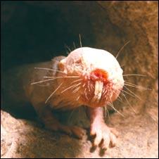 Naked mole rat (SPL)