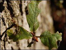 Oak leaves (Image: BBC)
