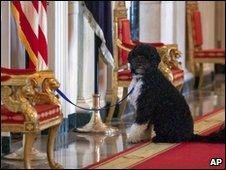 Bo, the Obamas' dog
