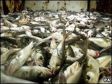 Library picture of fish in a trawler's hold (Image: PA)