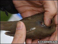 Tag being attached to a Swainson's thrush (Image: Ken Chamberlain/Ohio State University)