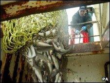 North Sea fishing catch