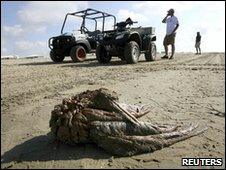 A dead Northern Gannet covered in oil lies along Grand Isle Beach in Louisiana