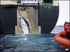Japanese whaling ship hauls two minke whales on board (file image)
