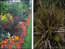 Floral displays before and after being poisoned with the weedkiller