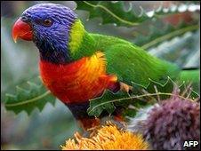 Rainbow lorikeet in Perth, Australia (file image)