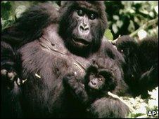 Mountain gorilla with a baby