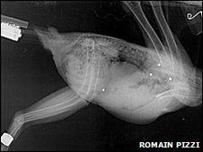 Red Kite X-ray