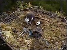 Kielder ospreys