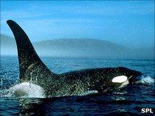 Killer whale (SPL)