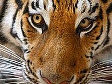 Tiger (Image: AFP)