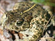 Male natterjack toad (pic courtesy of Peter Minting)