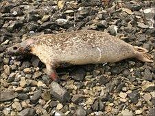Dead seal on Shetland