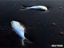 Poggy fish lie dead stuck in oil in Bay Jimmy near Port Sulpher, Louisiana June 20, 2010