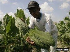 A worker harvests tobacco leaves in north Sumatra