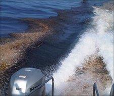 Oil in the wake of a powerboat in the Gulf of Mexico