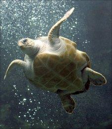 Loggerhead turtle (BBC)