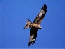 Red kite. Pic by Andy Hay (rspb-images.com)