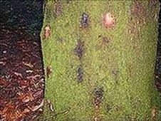Tree affected by Phytophthora ramorum infection (Photo: Forestry Commission Wales)
