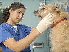 Dog being examined at PDSA hospital