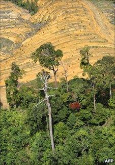 Deforested Kalimantan